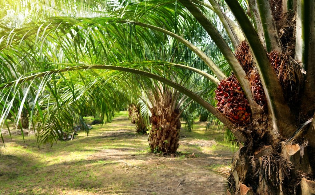  Nearly 6 Acres Freehold Agricultural Land in Gopeng, Perak - Image 1