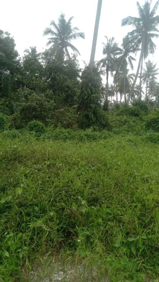 Tanah untuk dijual KAPAR | 1 EKAR LEBIH | RM450K | GERAN INDIVIDU - Image 2