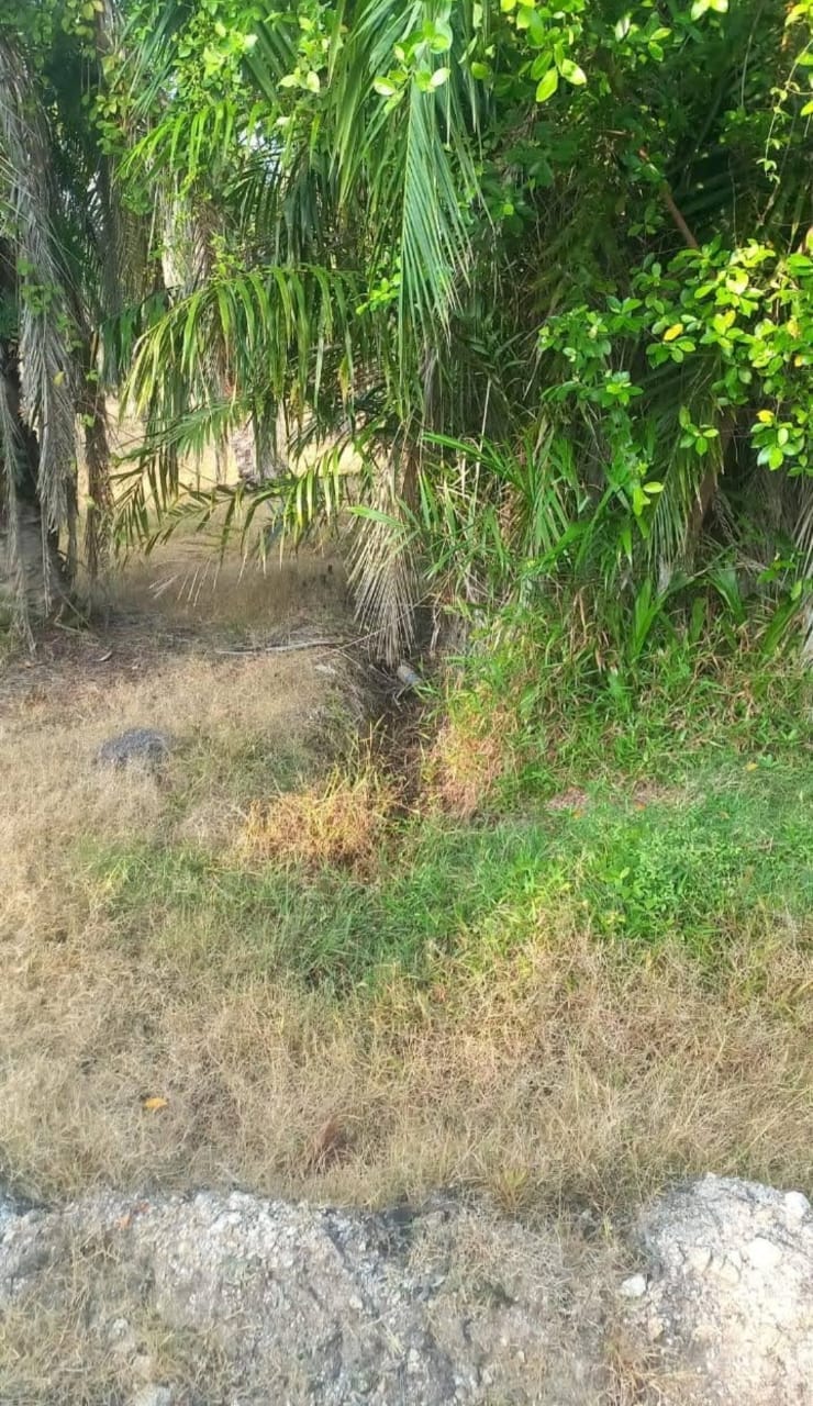Tanah Pertanian Luas 0.4075 Hektar di Sg. Kajang Tambahan, Tanjung Karang – RM160,000 🌿 - Image 2