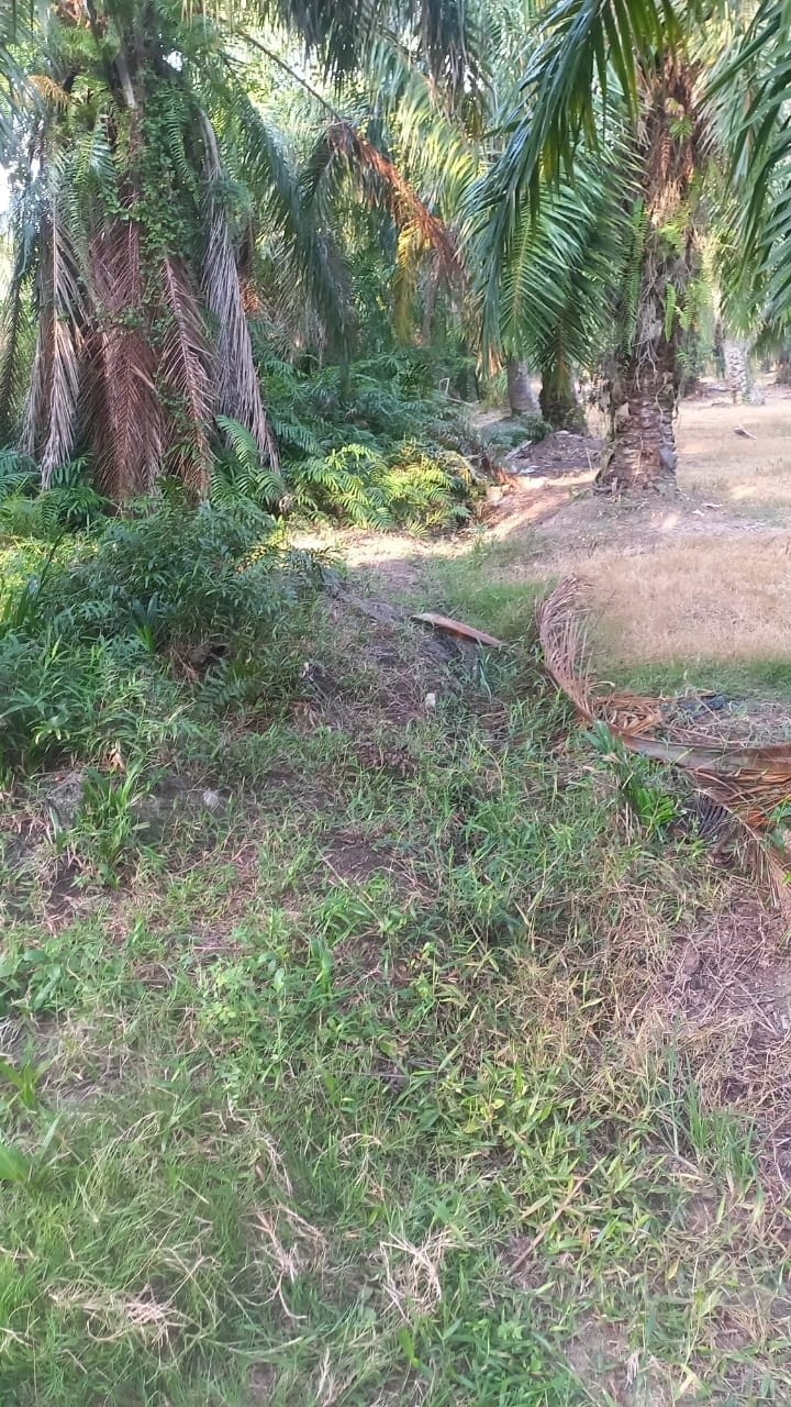 Tanah Pertanian Luas 0.4075 Hektar di Sg. Kajang Tambahan, Tanjung Karang – RM160,000 🌿 - Image 3