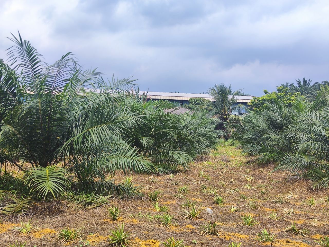Agriculture Land For Sale Kampung Sri Paya Kelapa Sawit | 162,914 sqft | RM2.28M - Image 7