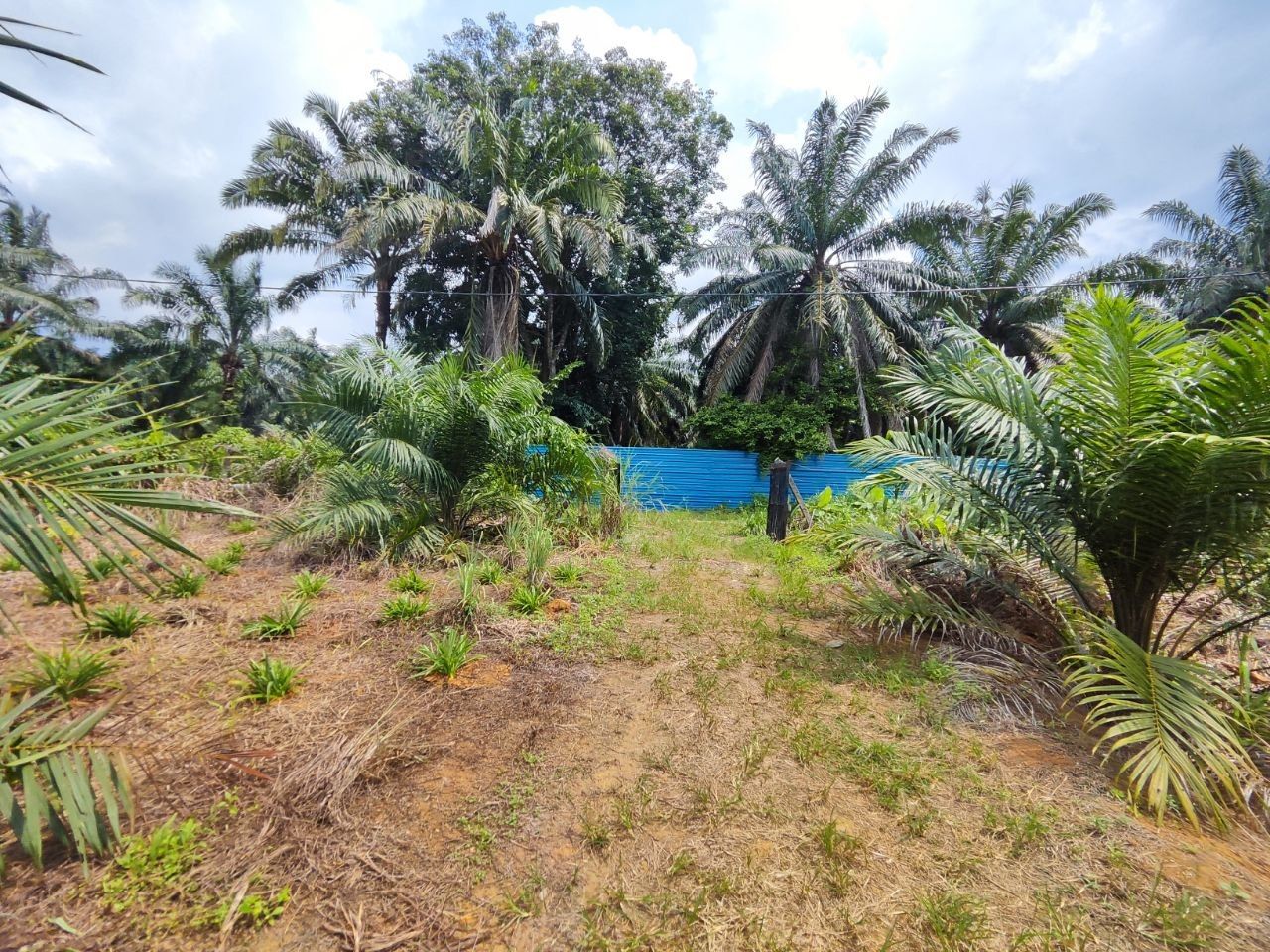 Agriculture Land For Sale Kampung Sri Paya Kelapa Sawit | 162,914 sqft | RM2.28M - Image 5