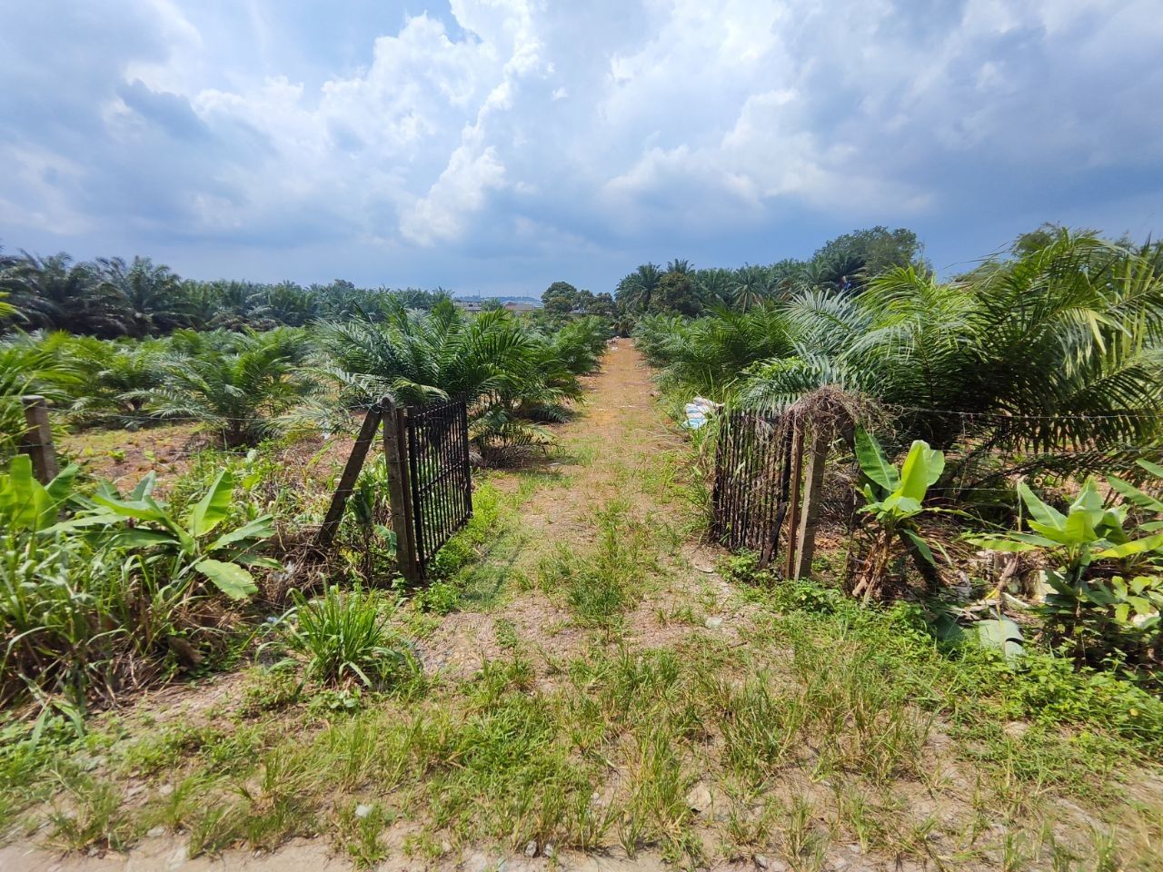 Agriculture Land For Sale Kampung Sri Paya Kelapa Sawit | 162,914 sqft | RM2.28M - Image 10