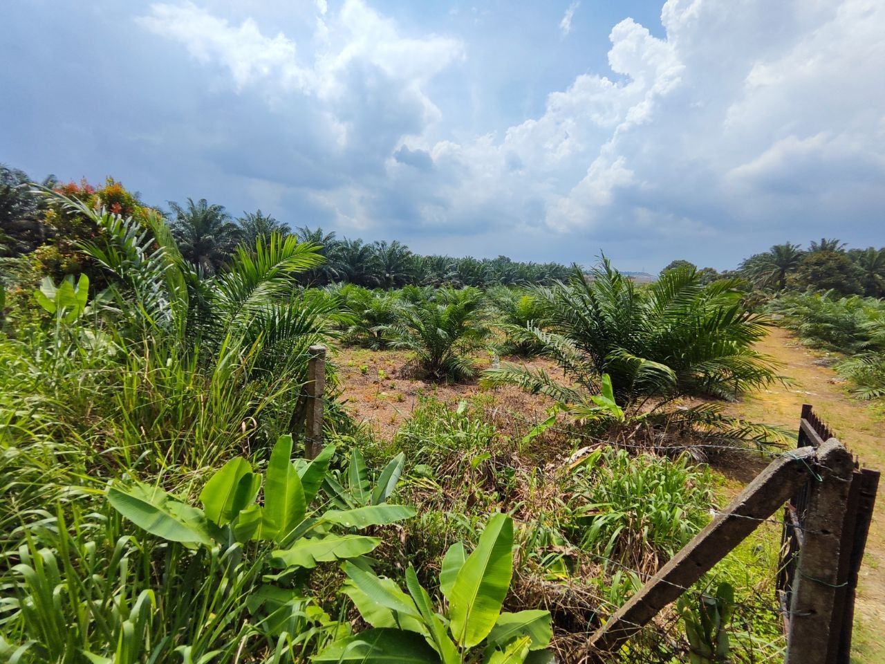 Agriculture Land For Sale Kampung Sri Paya Kelapa Sawit | 162,914 sqft | RM2.28M - Image 9