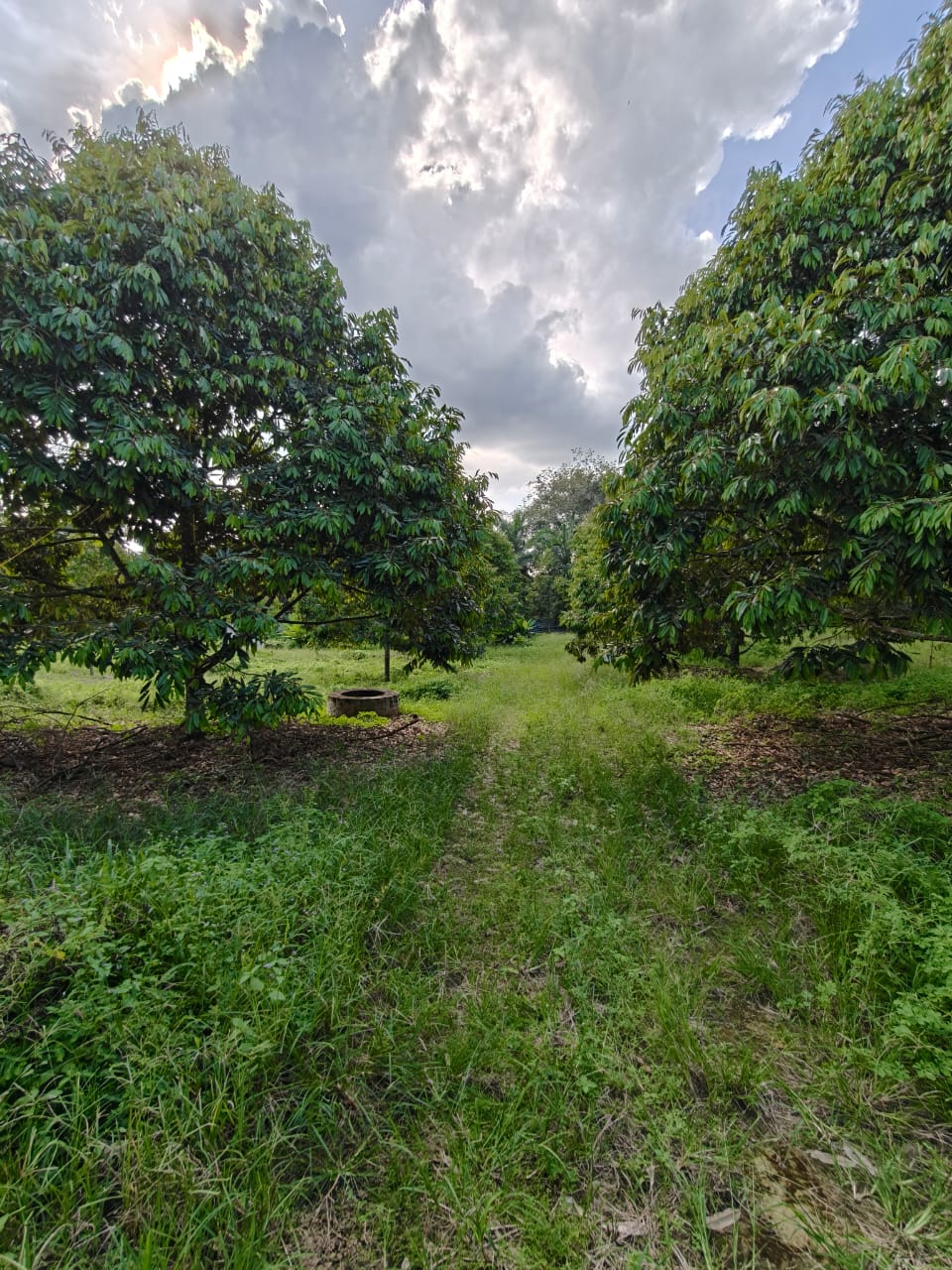 Serom 2 Durian Farm - Image 1