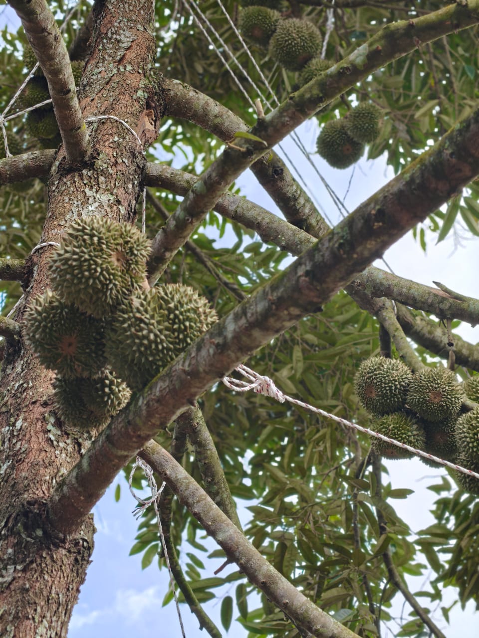 Serom 2 Durian Farm - Image 5