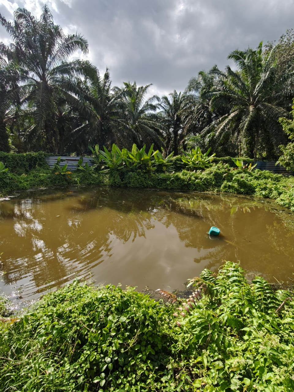 Serom 2 Durian Farm - Image 4