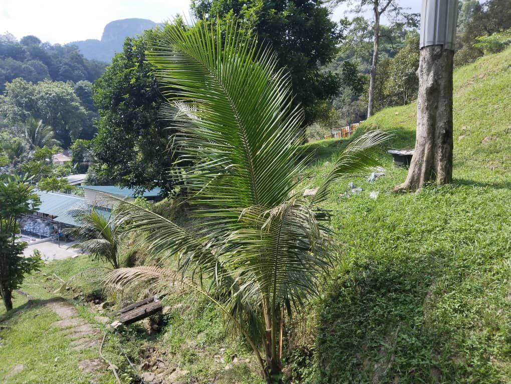 1 Ekar Tanah Pertanian dan Rumah Kampung Kemensah Ampang Selangor - Image 6