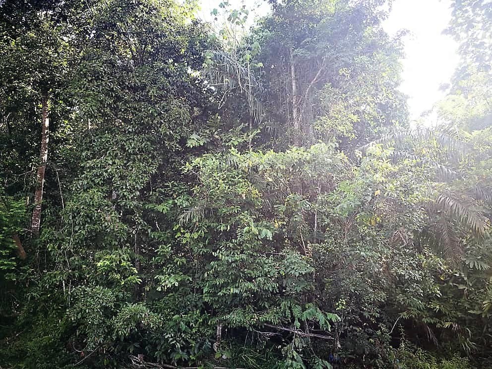 FREEHOLD Agricultural Land Near the Main Road in Sungai Lui, Hulu Langat - Image 4