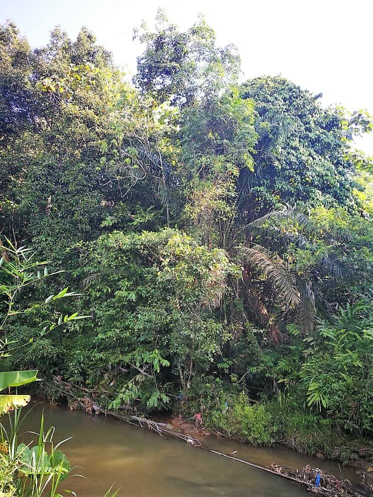 FREEHOLD Agricultural Land Near the Main Road in Sungai Lui, Hulu Langat - Image 5