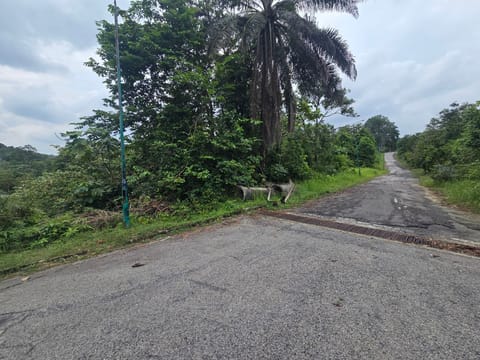 Lot Bungalow at Kayangan Heights, Shah Alam